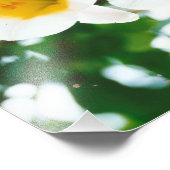 Witte lib - Lilium candidum Foto Afdruk (Hoek)