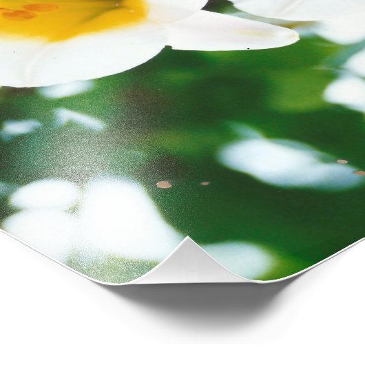 Witte lib - Lilium candidum Foto Afdruk (Hoek)