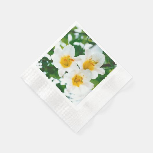 Witte lib - Lilium candidum Servet (Hoek)