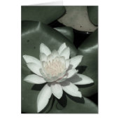 witte lichtroze lotus waterbloem (Voorkant)