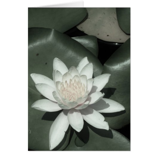 witte lichtroze lotus waterbloem (Voorkant)