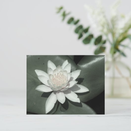 witte lichtroze lotus waterbloem briefkaart (Staand voorkant)