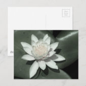 witte lichtroze lotus waterbloem briefkaart (Voorkant / Achterkant)