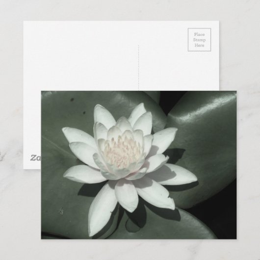 witte lichtroze lotus waterbloem briefkaart (Voorkant / Achterkant)
