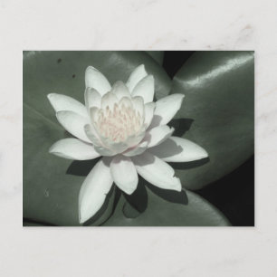 witte lichtroze lotus waterbloem briefkaart