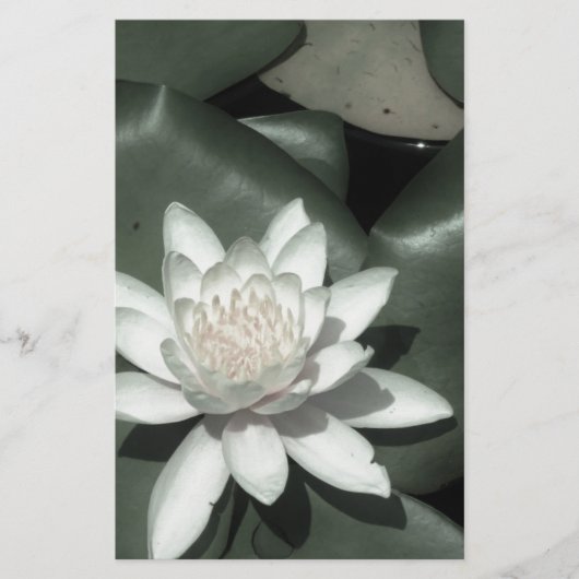 witte lichtroze lotus waterbloem briefpapier (Voorkant)