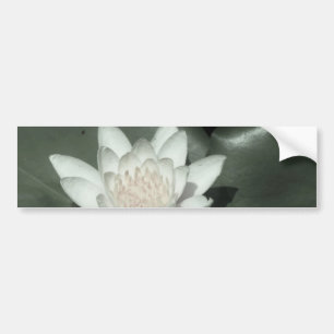 witte lichtroze lotus waterbloem bumpersticker