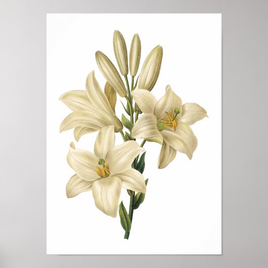 Witte likeur (Lilium candidum) van Redouté Poster (Voorkant)
