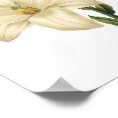 Witte likeur (Lilium candidum) van Redouté Poster (Hoek)