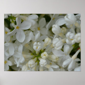 Witte Lila bloemen Poster