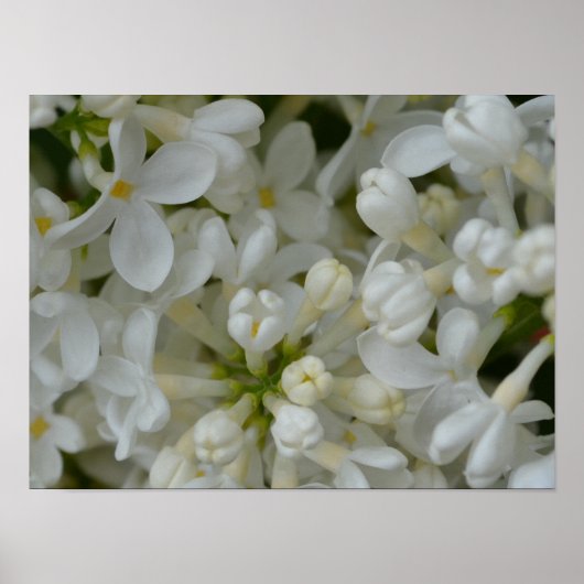 Witte Lila bloemen Poster (Voorkant)