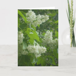 Witte Lila kaart