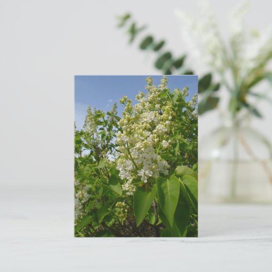 Witte Lilacs in Bloom Briefkaart (Staand voorkant)