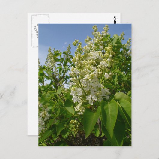 Witte Lilacs in Bloom Briefkaart (Voorkant / Achterkant)