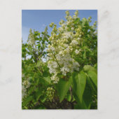 Witte Lilacs in Bloom Briefkaart (Voorkant)
