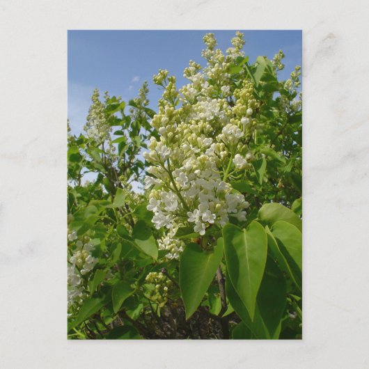 Witte Lilacs in Bloom Briefkaart (Voorkant)