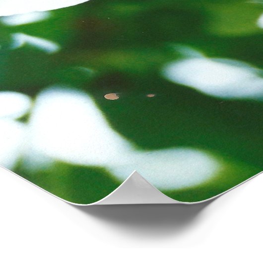 Witte lileuven - Lilium candidum Poster (Hoek)