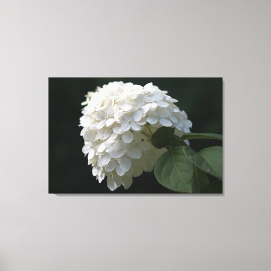 Witte Lime Hortensia Bloem Canvasprint Canvas Afdruk (Voorkant)