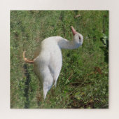 witte linzen, eenden in de wei, gezond eten legpuzzel (Horizontaal)