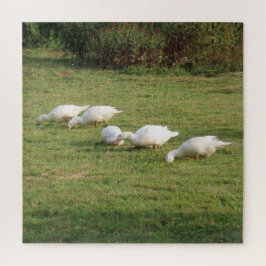witte linzen, eenden in de wei, gezond eten legpuzzel
