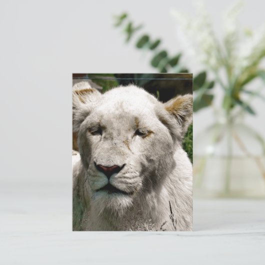 WITTE LIONS BRIEFKAART (Staand voorkant)