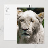 WITTE LIONS BRIEFKAART (Voorkant / Achterkant)