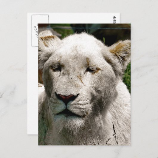 WITTE LIONS BRIEFKAART (Voorkant / Achterkant)