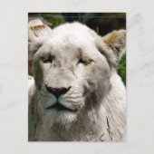 WITTE LIONS BRIEFKAART (Voorkant)