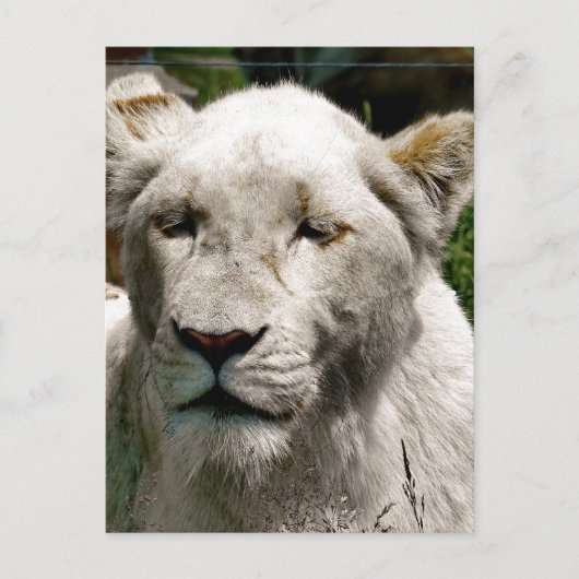 WITTE LIONS BRIEFKAART (Voorkant)