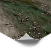 WITTE LIONS POSTER (Hoek)