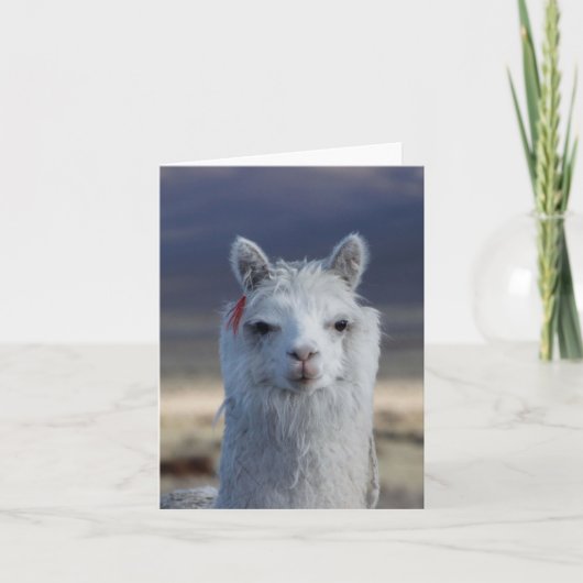 Witte Llama Alpaca Close-up Head Note Kaart (Voorkant)