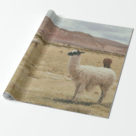 WITTE LLAMA OP BROWN GRASS CADEAUPAPIER (Uitgerold)