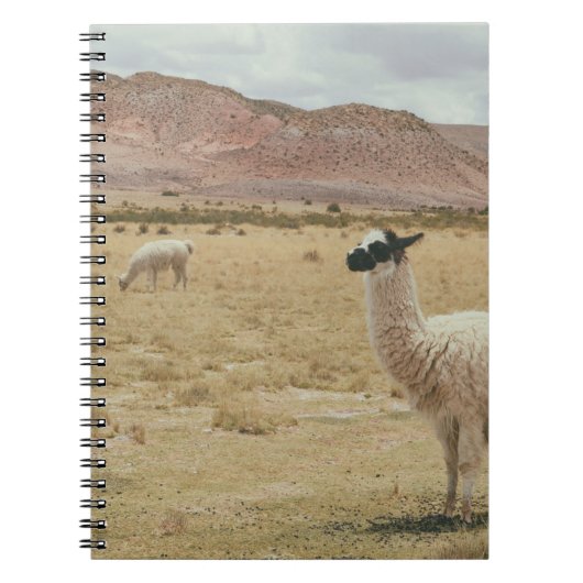WITTE LLAMA OP BROWN GRASS NOTITIEBOEK (Voorkant)