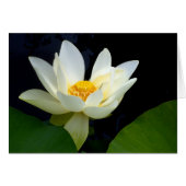 Witte Lotus (Voorkant Horizontaal)