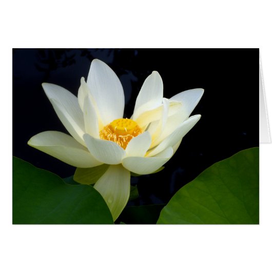 Witte Lotus (Voorkant Horizontaal)
