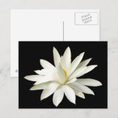 Witte lotus briefkaart (Voorkant / Achterkant)