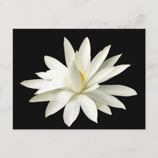 Witte lotus briefkaart (Voorkant)