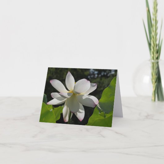 Witte Lotus | De terugkerende briefkaarten (Voorkant)