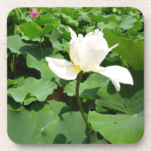 Witte Lotus Flower Bier Onderzetter (Voorkant)