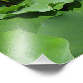 Witte Lotus Flower Foto Afdruk (Hoek)