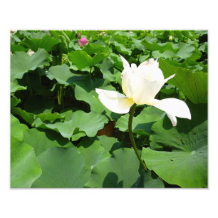 Witte Lotus Flower Foto Afdruk