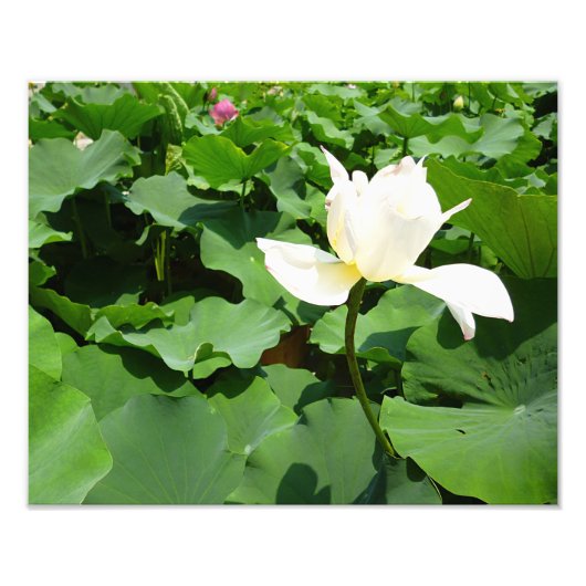 Witte Lotus Flower Foto Afdruk (Voorkant)