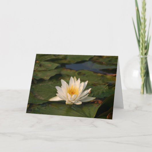 Witte Lotus Flower Kaart (Voorkant)