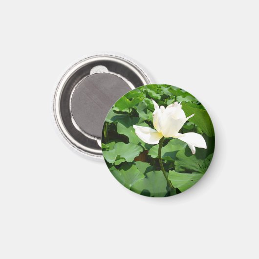 Witte Lotus Flower Magneet (Voorkant / Achterkant)