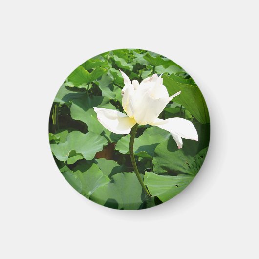 Witte Lotus Flower Magneet (Voorkant)