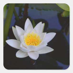 Witte Lotus Flower Stickers