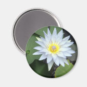 Witte Lotus magneet (Voorkant / Achterkant)