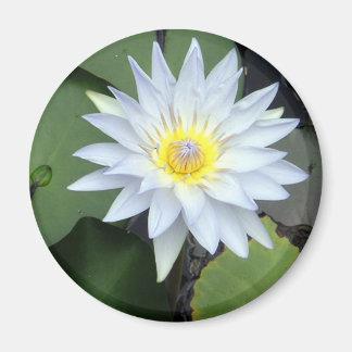 Witte Lotus magneet