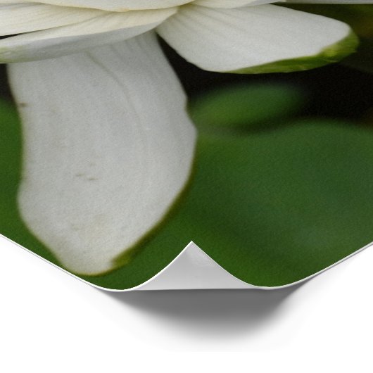 Witte Lotus Poster (Hoek)