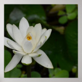 Witte Lotus Poster (Voorkant)